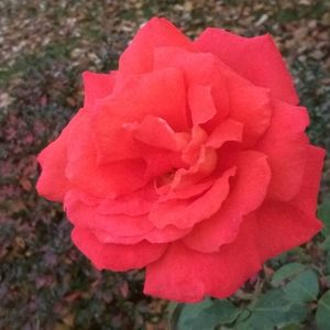 Meet your Posher, Debra